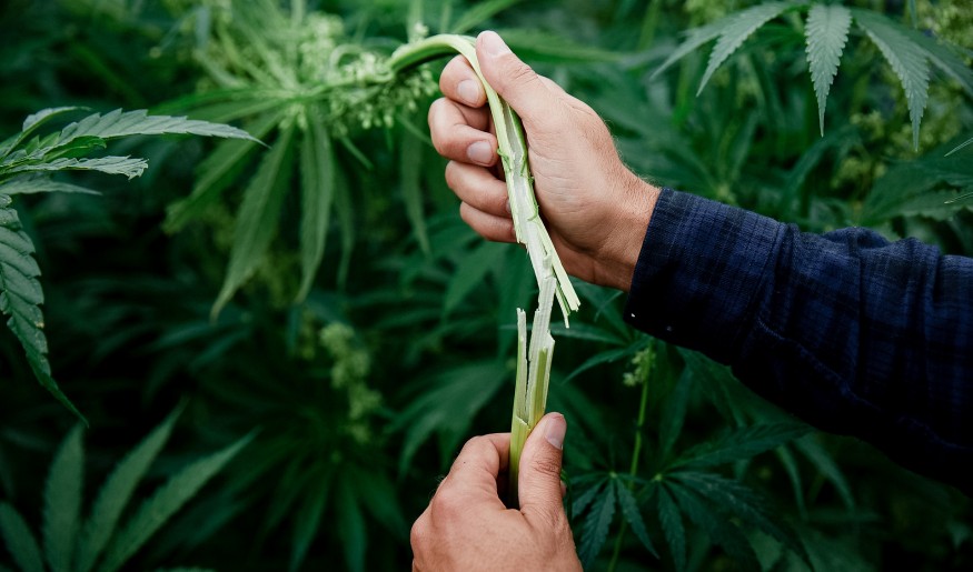 Hemp Stalks Hemp Stalks