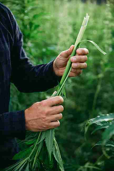 Person Holding Hemp Stalk