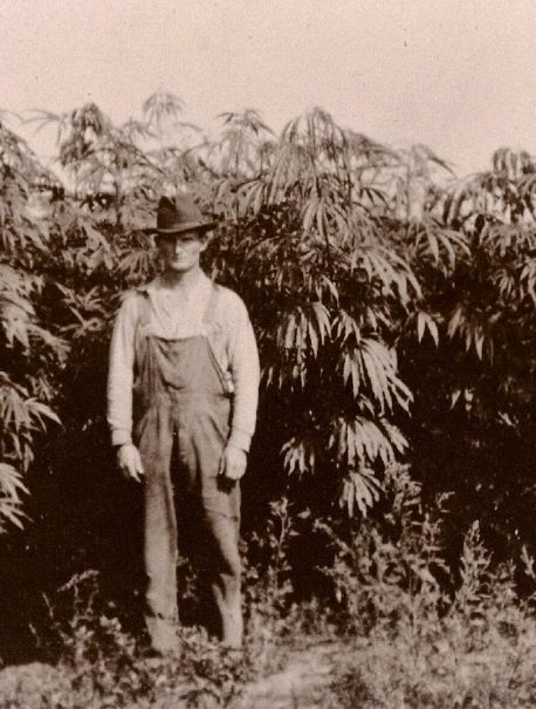 3 Medical Cannabis History Lessons Blue Sky Hemp