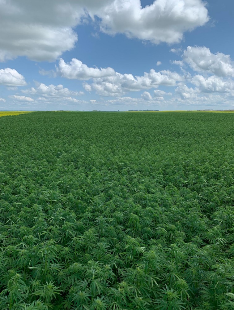 Large Hemp Field 