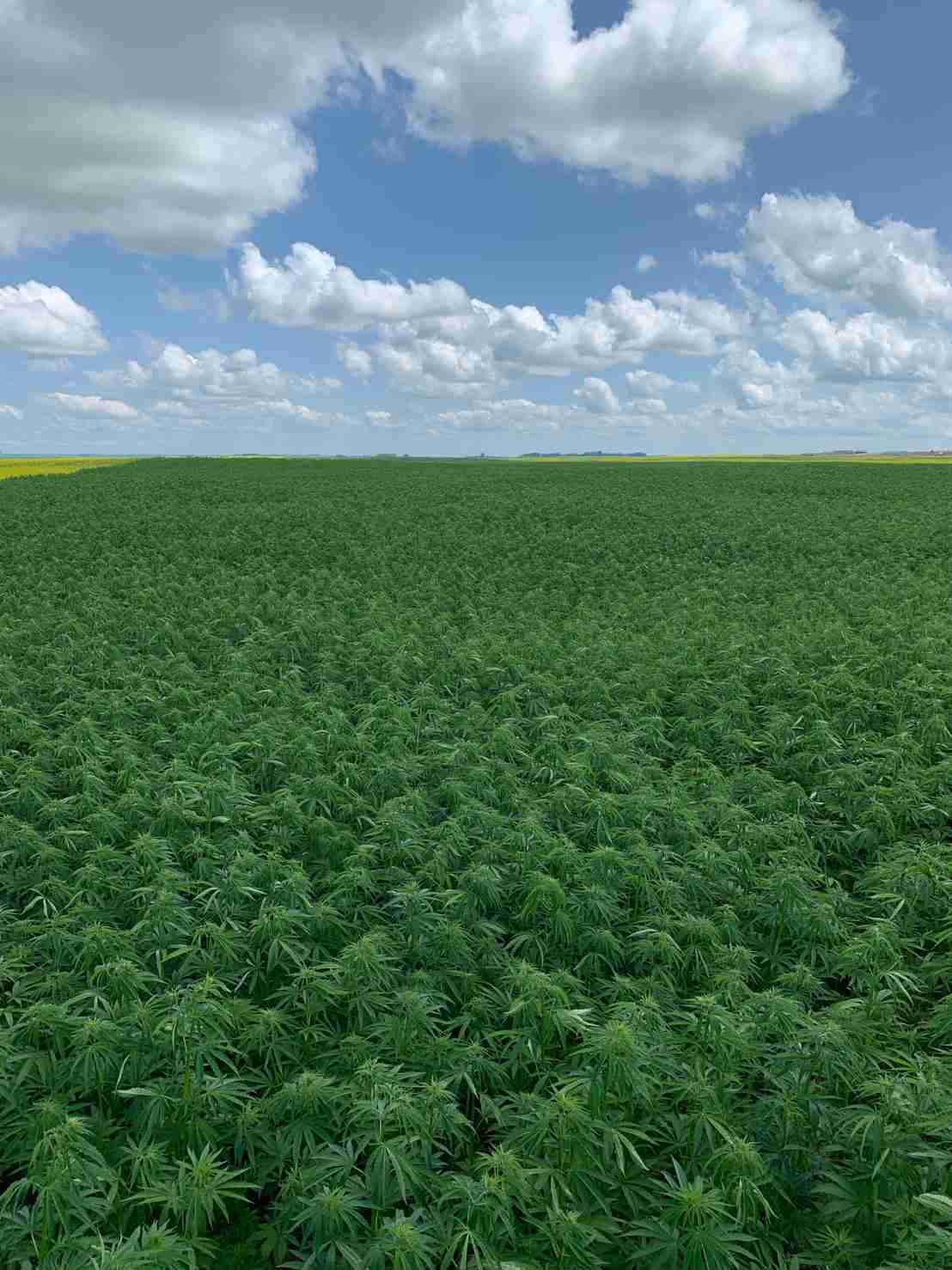 Large Hemp Field 